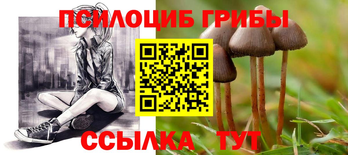 Галлюциногенные грибы Psilocybine cubensis Мценск